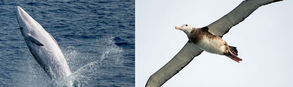 Two images side by side - one of a whale leaping out of the water and the other of a sea bird