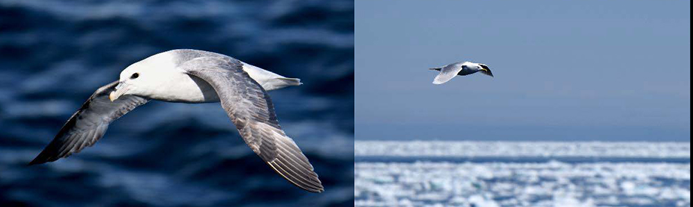 Northern Fulmar and Icelandic Gull