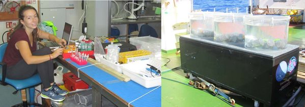 Female scientist analysing samples on board