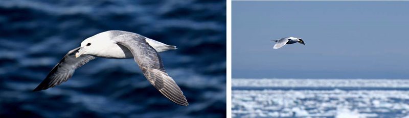 Northern Fulmar and Icelandic Gull