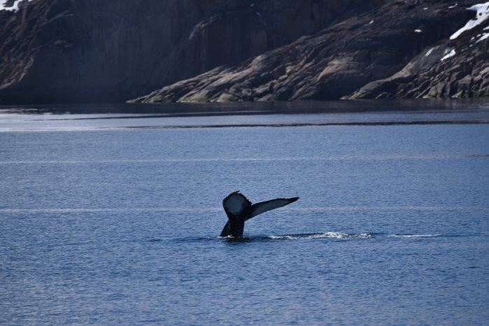 Humpback Whales