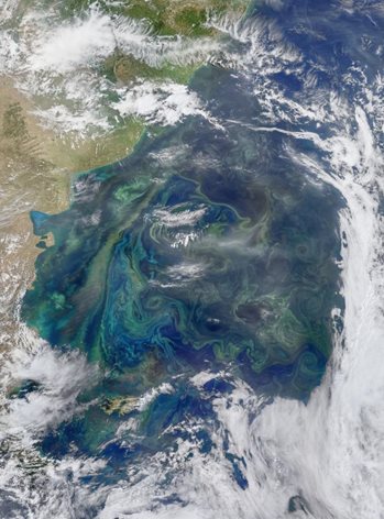 Phytoplankton bloom from space