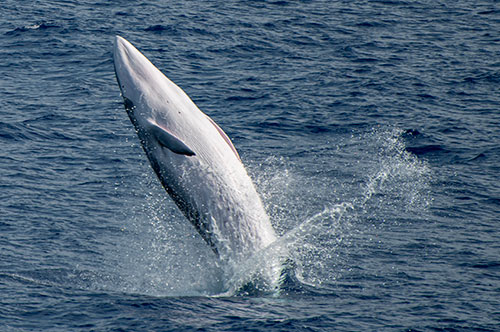 Whale leaping out of the water