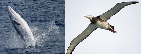 Image of a whale and a seabird